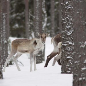 metsäpeuroja Lauhavuoren kansallispuistossa