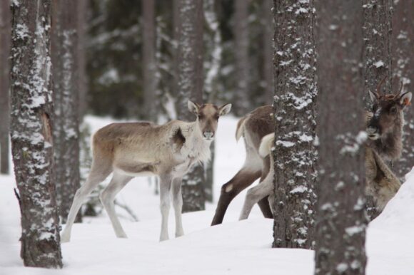 metsäpeuroja Lauhavuoren kansallispuistossa