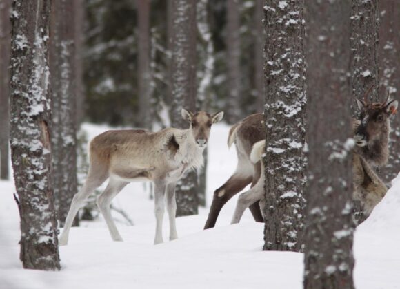 metsäpeuroja Lauhavuoren kansallispuistossa